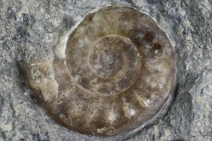Ammonite (Promicroceras) Fossils - Lyme Regis #103025
